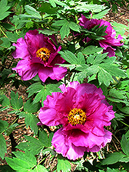 Brocaded Gown Tree Peony (Paeonia suffruticosa 'Brocaded Gown') at Stonegate Gardens
