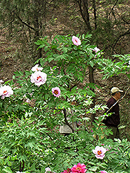 Dai Yu Tree Peony (Paeonia rockii 'Dai Yu') at Stonegate Gardens