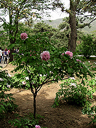 Fen Yu Sheng Hui Tree Peony (Paeonia rockii 'Fen Yu Sheng Hui') at A Very Successful Garden Center