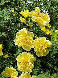 Williams' Double Yellow Rose (Rosa 'Williams' Double Yellow') at Lakeshore Garden Centres