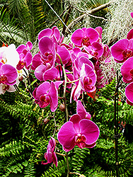 Ida Fukumura Orchid (Phalaenopsis 'Ida Fukumura') at A Very Successful Garden Center