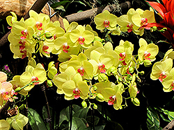 Yellow Gown Orchid (Phalaenopsis 'Yellow Gown') at A Very Successful Garden Center