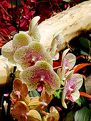 Freckles Orchid (Phalaenopsis 'Freckles') at A Very Successful Garden Center