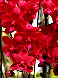 Evergreen Hill Orchid (Phalaenopsis 'Evergreen Hill') at A Very Successful Garden Center