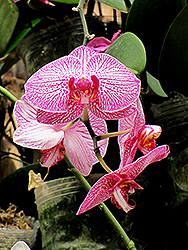 Sogo Yukidian Orchid (Phalaenopsis 'Sogo Yukidian') at A Very Successful Garden Center