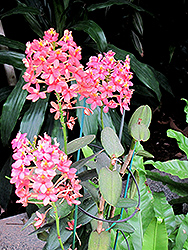 Fantasy Blue Orchid (Epidendrum radicans 'Fantasy Blue') at A Very Successful Garden Center