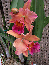 York Cattleya Orchid (Cattleya 'York') at A Very Successful Garden Center