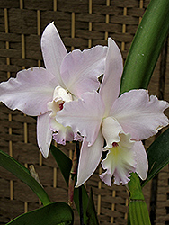 Coerulea Cattleya Orchid (Cattleya labiata 'var. coerulea') at A Very Successful Garden Center