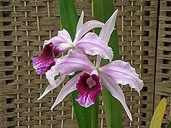 Sentinel Cattleya Orchid (Cattleya gaskelliana 'Sentinel') at A Very Successful Garden Center