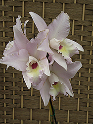 Maui Beauty Cattleya Orchid (Cattleya dubescens 'Maui Beauty') at A Very Successful Garden Center
