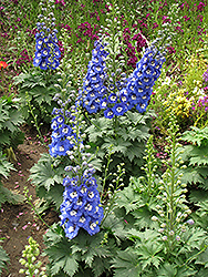 Magic Fountains Blue White Bee Larkspur (Delphinium 'Magic Fountains Blue White Bee') at A Very Successful Garden Center