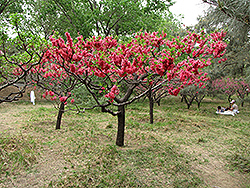 Late Red Flowering Peach (Prunus persica 'Late Red') at A Very Successful Garden Center