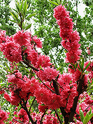 Late Red Flowering Peach (Prunus persica 'Late Red') at Lakeshore Garden Centres
