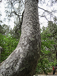 Lacebark Pine (Pinus bungeana) at A Very Successful Garden Center