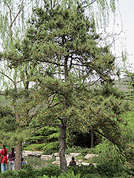 Chinese Red Pine (Pinus tabulaeformis) at A Very Successful Garden Center