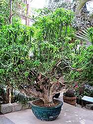 Crested Oleander-Leaved Cactus (Euphorbia neriifolia 'Cristata') at Stonegate Gardens