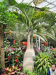 Bottle Palm (Hyophorbe lagenicaulis) at A Very Successful Garden Center