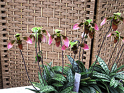 Appleton's Orchid (Paphiopedilum appletonianum) at A Very Successful Garden Center