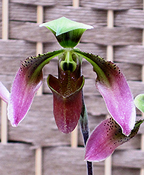 Appleton's Orchid (Paphiopedilum appletonianum) at A Very Successful Garden Center