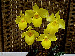 Armenia Orchid (Paphiopedilum armeniacum) at A Very Successful Garden Center
