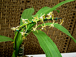 Dressleria Orchid (Dressleria dilecta) at A Very Successful Garden Center