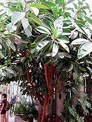Rubber Tree (Ficus elastica) at A Very Successful Garden Center