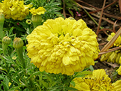 French Marigold (Tagetes patula) at A Very Successful Garden Center