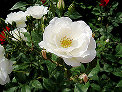 White Simplicity Rose (Rosa 'White Simplicity') at Lakeshore Garden Centres