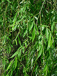Weeping Hankow Willow (Salix matsudana 'Pendula') at A Very Successful Garden Center