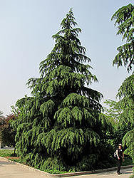 Kashmir Deodar Cedar (Cedrus deodara 'Kashmir') at A Very Successful Garden Center