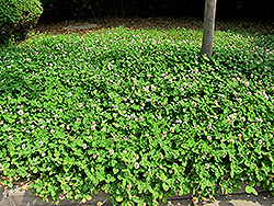 White Clover (Trifolium repens 'var. repens') at A Very Successful Garden Center