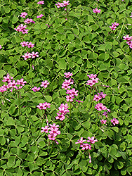 Pink Wood Sorrel (Oxalis crassipes 'Rosea') at A Very Successful Garden Center