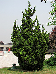 Kaizuka Juniper (Juniperus chinensis 'Kaizuka') at A Very Successful Garden Center