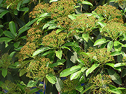 Chinese Photinia (Photinia serrulata) at A Very Successful Garden Center