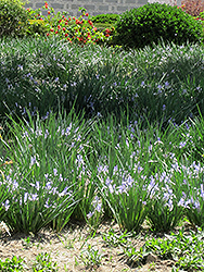 Pallas Chinese Iris (Iris lactea 'Pallas') at A Very Successful Garden Center