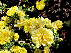 Flore Pleno Rose (Rosa hugonis 'Flore Pleno') at A Very Successful Garden Center
