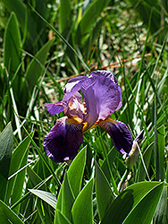 Destiny Iris (Iris 'Destiny') at Lakeshore Garden Centres