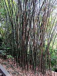 Chinese Goddess Bamboo (Bambusa multiplex 'Riviereorum') at Lakeshore Garden Centres