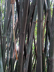 Chinese Goddess Bamboo (Bambusa multiplex 'Riviereorum') at Stonegate Gardens