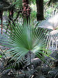 Chinese Fan Palm (Livistona chinensis) at A Very Successful Garden Center