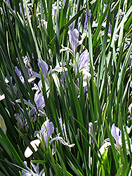 Pallas Chinese Iris (Iris lactea 'Pallas') at Stonegate Gardens