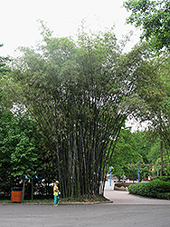 Ghost Bamboo (Dendrocalamus minor 'Amoenus') at A Very Successful Garden Center