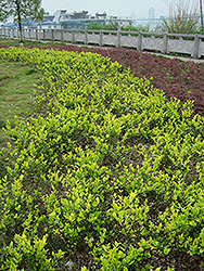 Tricolor Glossy Privet (Ligustrum lucidum 'Tricolor') at A Very Successful Garden Center
