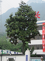Evergreen Chinese Magnolia (Magnolia delavayi) at A Very Successful Garden Center