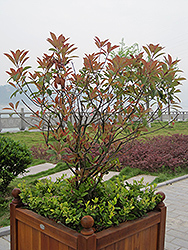 Rubens Photinia (Photinia glabra 'Rubens') at Lakeshore Garden Centres