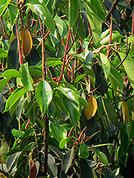 Indian Laurel Fig (Ficus microcarpa) at Lakeshore Garden Centres