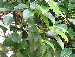 Camphor Tree (Cinnamomum camphora) at Lakeshore Garden Centres