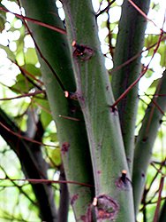 Camphor Tree (Cinnamomum camphora) at Lakeshore Garden Centres