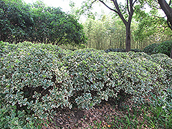 Silver King Euonymus (Euonymus japonicus 'Silver King') at A Very Successful Garden Center