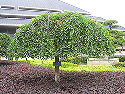 Weeping Siberian Elm (Ulmus pumila 'Pendula') at A Very Successful Garden Center